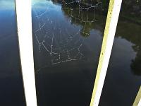 IMG_2286 spider web