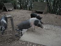 IMG_5951 lovingly raised pigs