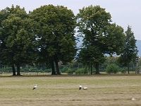  cygones in a field