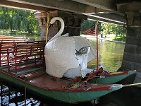  Swan boat at the Boston Garden