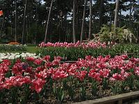 IMG_1344 garden of late blooming tulips